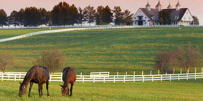 Visit a Horse Farm